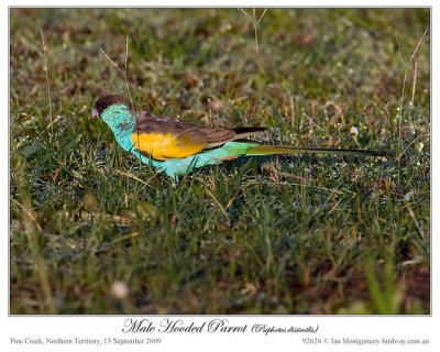 Hooded Parrot (Psephotus dissimilis) Male by Ian 2