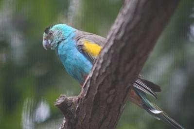 Golden-shouldered Parrot (Psephotus chrysopterygius) Wikipedia
