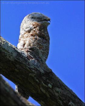 Great Potoo (Nyctibius grandis) by Ian's Birdway