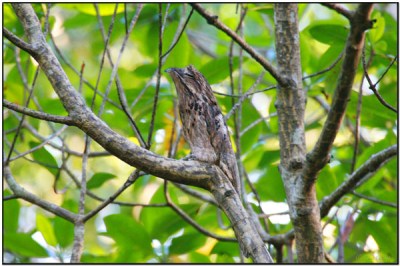 Common Potoo (Nyctibius griseus) by Daves BirdingPix