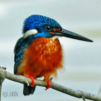 Blue-eared Kingfisher (Alcedo meninting) by Nik Blue-eared Kingfisher (Alcedo meninting) by Nik
