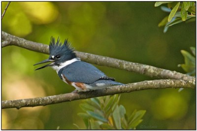 Belted Kingfisher (Megaceryle alcyon) by Daves BirdingPix Belted Kingfisher (Megaceryle alcyon) by Daves BirdingPix