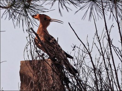 Eurasian Hoopoe (Upupa epops) by Ian