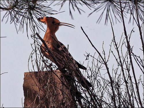 Eurasian Hoopoe (Upupa epops) by Ian