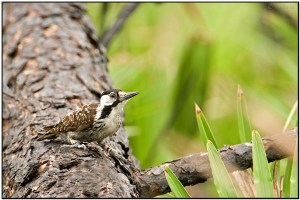 Red-cockaded Woodpecker (Picoides borealis) by Daves BirdingPix