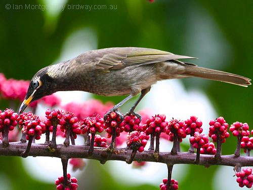 Bridled Honeyeater (Lichenostomus frenatus) by Ian