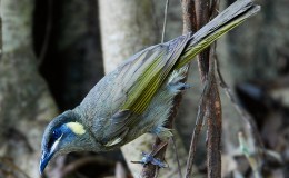 Avian and Attributes –&nbsp;Holy