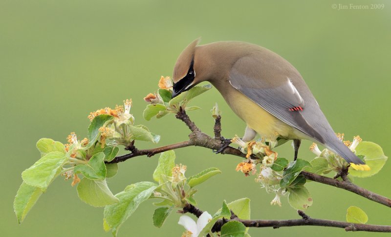 Cedar Waxwing (Bombycilla cedrorum) by J Fenton
