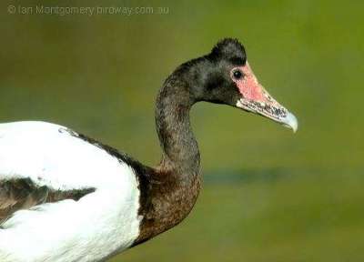 Magpie Goose (Anseranas semipalmata) by Ian