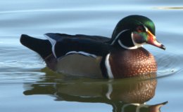 Lee’s One Word Monday –&nbsp;3/28/16