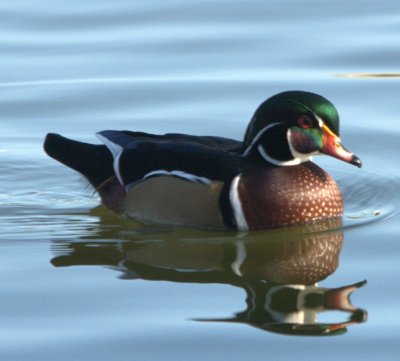 Wood Duck (Aix sponsa) by Dan