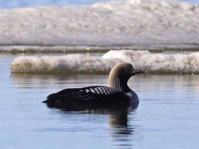 Pacific Loon (Gavia pacifica) by Ian