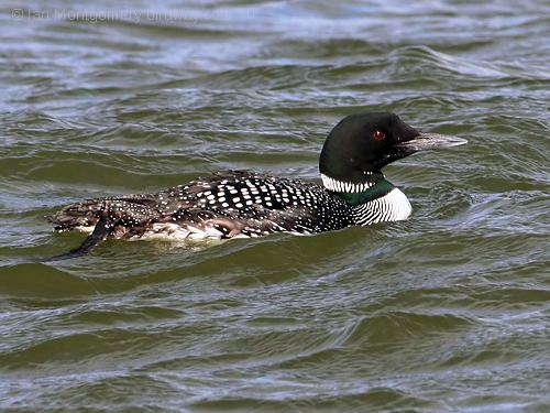 Common Loon_Great Northern Diver (Gavia immer) by Ian