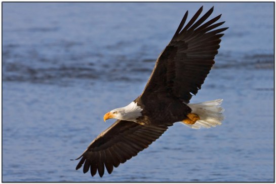 Bald Eagle flying by Dave's BirdingPix