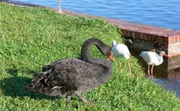 Black Swans by Bellamoon&nbsp;Nature