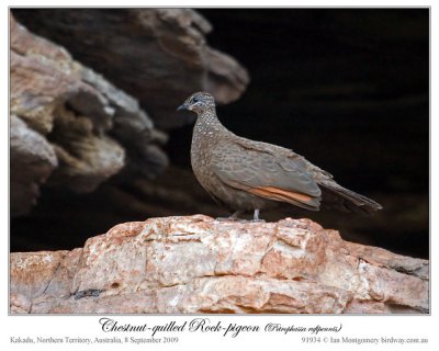 25-70-1906 Chestnut-quilled Rock Pigeon (Petrophassa rufipennis) by Ian Chestnut-quilled Rock Pigeon (Petrophassa rufipennis) by Ian