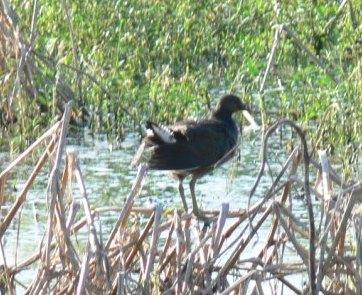 Common Moorhen (Gallinula chloropus) Circle B by Lee