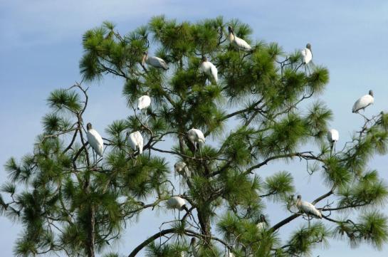 Dan's Wood Stork Tree