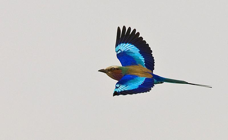 Lilac-breasted Roller (Coracias caudatus) by Africaddict