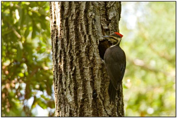 Pileated Woodpecker, female at nest hole
