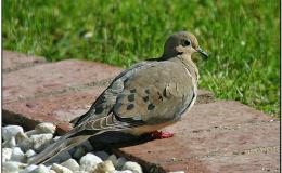 Pond-side Birdwatching in Florida&nbsp;III