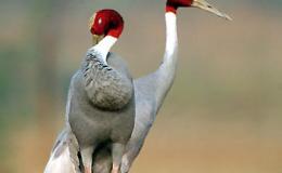 Nuggets Plus –&nbsp;Variety