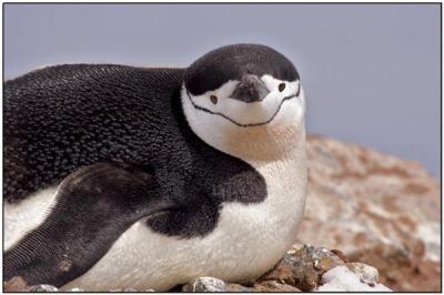 Chinstrap Penguin direct look by Dave