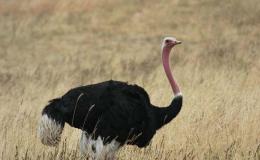 Scripture Alphabet of Animals: The&nbsp;Ostrich