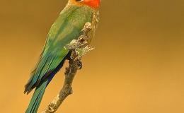 Birds Helping Birds by Creation&nbsp;Moments