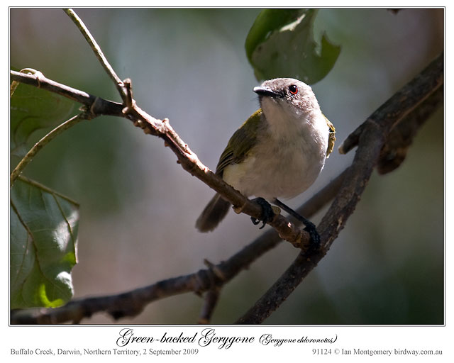 Green-backed Gerygone (Gerygone chloronota) by Ian