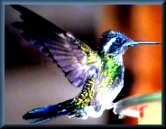 HummingBirdSM HummingBirdSM