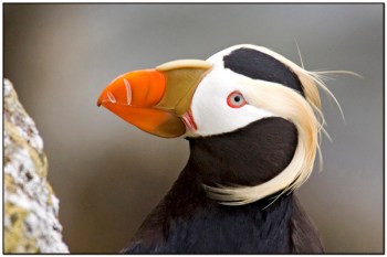 Tufted Puffin by Dave's BirdingPix