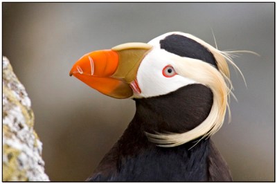Tufted Puffin by Dave's BirdingPix