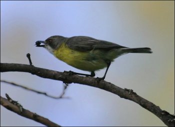 White-throated Gerygone by Ian