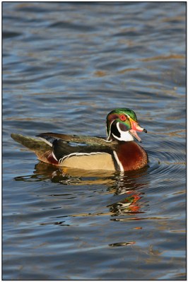 Wood Duck