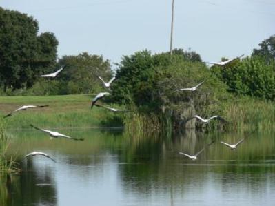 Wood Storks Flying