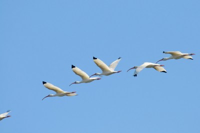 Off on another search - American White Ibis by Bob-Nan