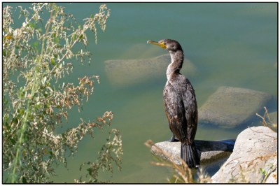 Double-crested Cormorant (Phalacrocorax auritus) by Daves BirdingPix