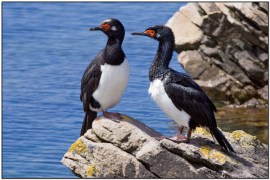 Rock Shag (Phalacrocorax magellanicus) by Daves BirdingPix