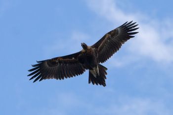 Wedge-tailed Eagle (Aquila audax) ©WikiC