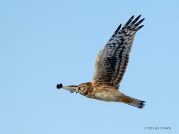 Hen (Northern) Harrier (Circus cyaneus) by J Fenton Hen (Northern) Harrier (Circus cyaneus) by J Fenton