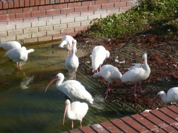 American White Ibis (Eudocimus albus) by Dan at Lake Morton