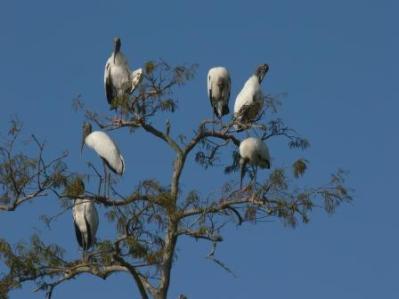 Wood Storks in Top of Tree by Lee
