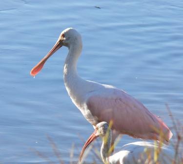 20091024 CirB (27)Spoonbill cropped Roseate Spoonbill