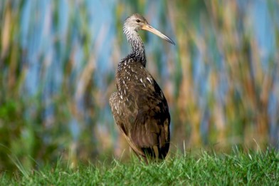 Limpkin (Aramus guarauna)II at Saddle Creek By Dan'sPix
