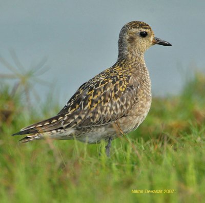 23-58-1490 Pacific Golden Plover (Pluvialis fulva) 3by NikhilDevasar Pacific Golden Plover (Pluvialis fulva) by Nikhil Devasar