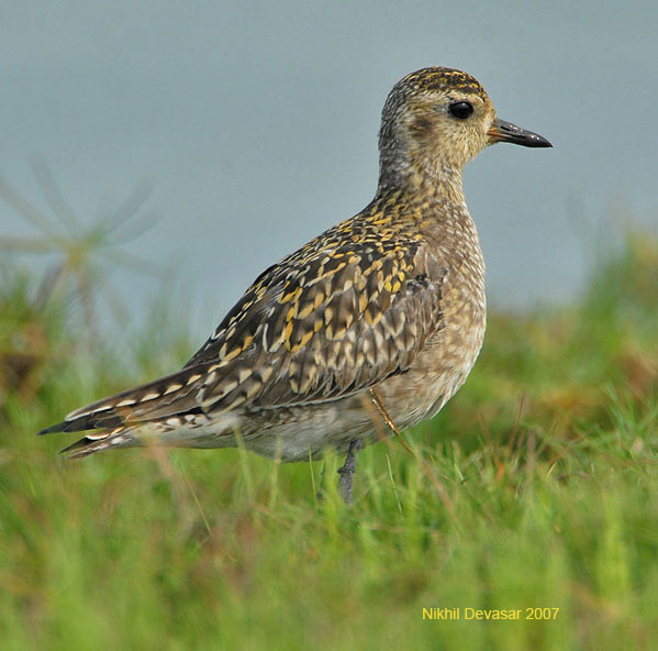 Pacific Golden Plover (Pluvialis fulva) by Nikhil Devasar