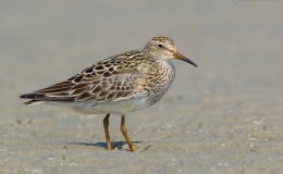 Birds of the Bible – Deuteronomy 14:16-18 V&nbsp;(WYC)