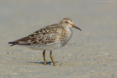 Pectoral Sandpiper (Calidris melanotos) by J Fenton Pectoral Sandpiper (Calidris melanotos) by J Fenton