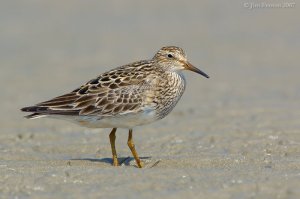 Pectoral Sandpiper (Calidris melanotos) by J Fenton
